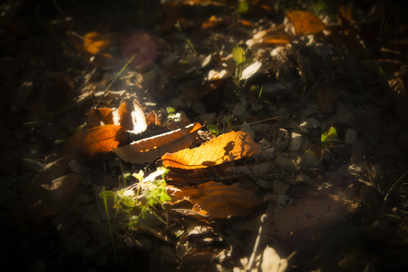 natural light golden leavesの写真素材