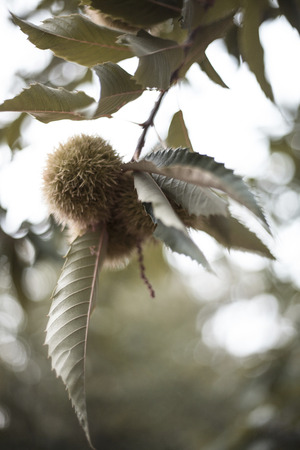 Auburn Ã, Â ± Ã, Â ± os or in falの写真素材