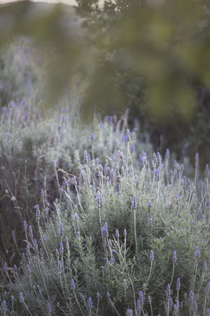 Lavender flowersの写真素材