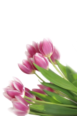 Pink tulips over whiteの写真素材