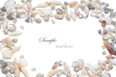 Sea shellsの写真素材