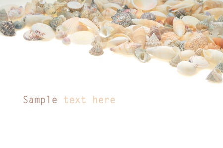 Sea shellsの写真素材