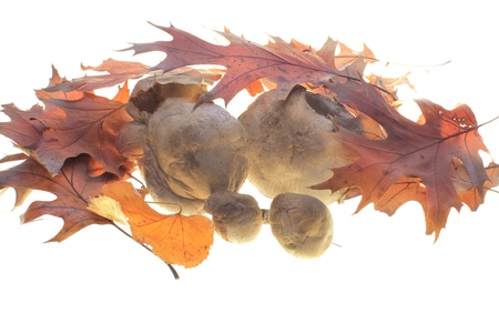 Yellow leaves and mushroom with white backgroundの写真素材