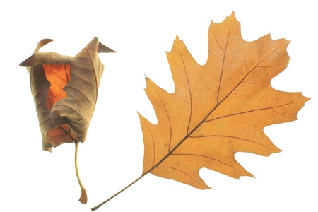 Two yellow leaves with white background 