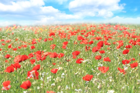 Poppysの写真素材