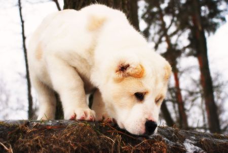 white fluffy puppy costs near to a treeの写真素材