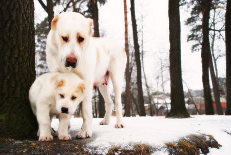 Two white fluffy dogs stand near the tree