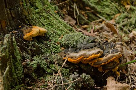 mushroom