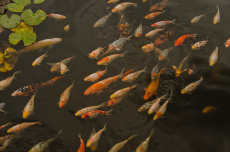 koi carp