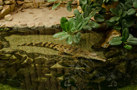 crocodile in the waterの写真素材