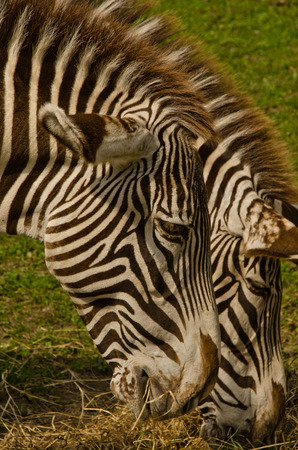 striped horse eatingの写真素材