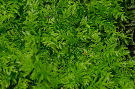 mossの写真素材