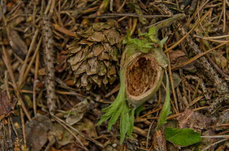 leftover food from squirrelsの写真素材