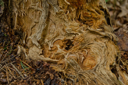 wood patternの写真素材