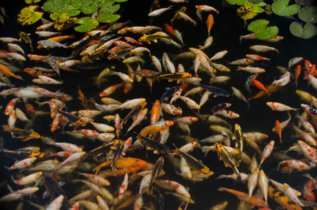 Koi carp