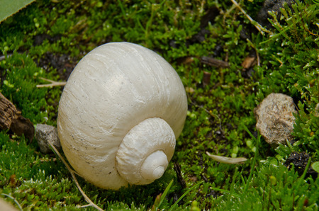 white conchの写真素材
