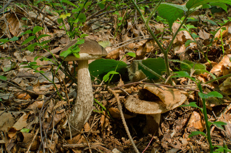 mushroom Cossack 1の写真素材