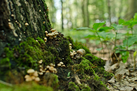 mushroomsの写真素材