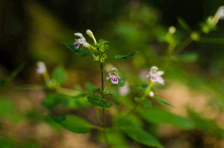 flower nettleの写真素材