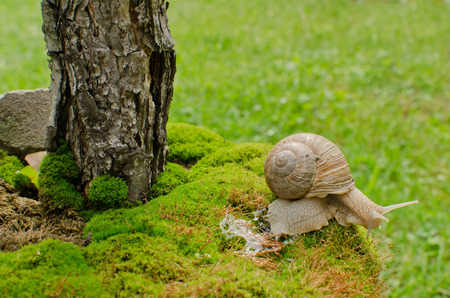 Snail on mossの写真素材