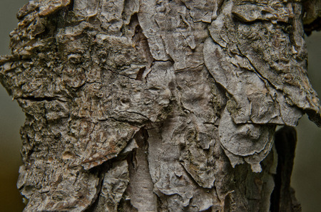 pine barkの写真素材