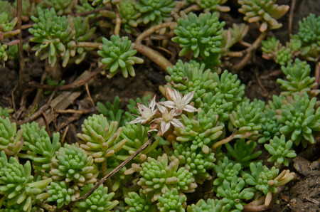 Stonecrop 1の写真素材