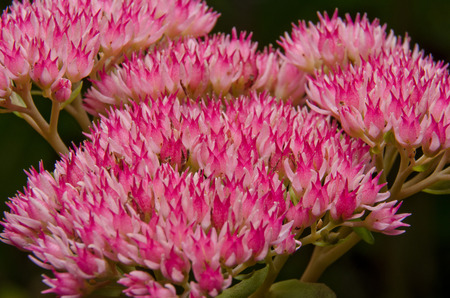 sedum flowerの写真素材