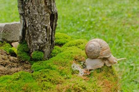 Snail on mossの写真素材
