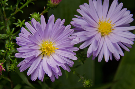 blue-violet daisyの写真素材