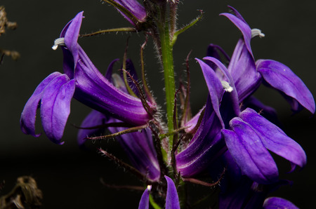 purple mouthの写真素材