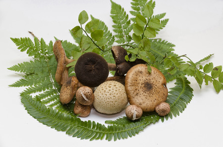 mushroom paradiseの写真素材