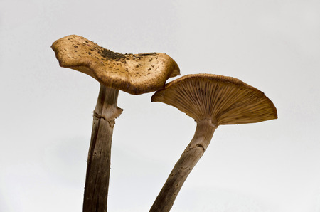 mushroom Armillariaの写真素材