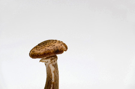 mushroom Armillariaの写真素材