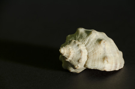 seashell