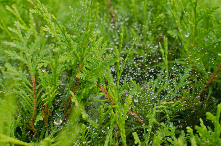 dewdrops in Cypressの写真素材