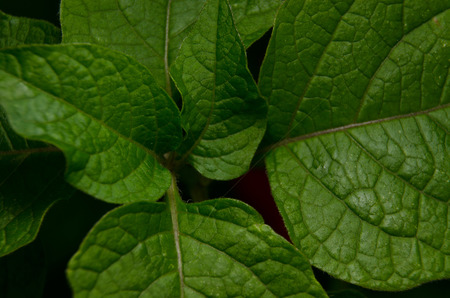 leaves of gooseberryの写真素材