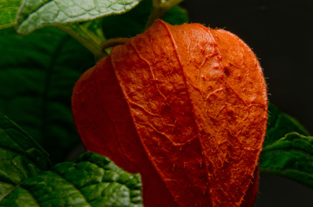 gooseberry fruit