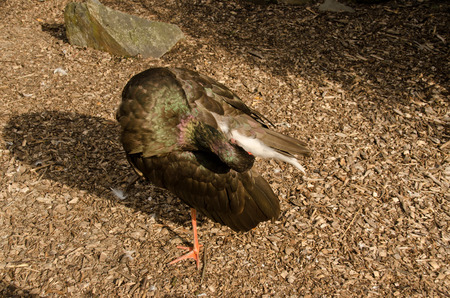 Black Stork - morning routineの写真素材