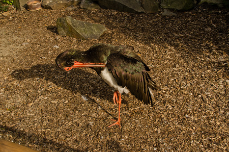 Black Stork - morning routineの写真素材