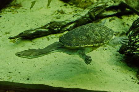 aquatic turtle with a long neckの写真素材
