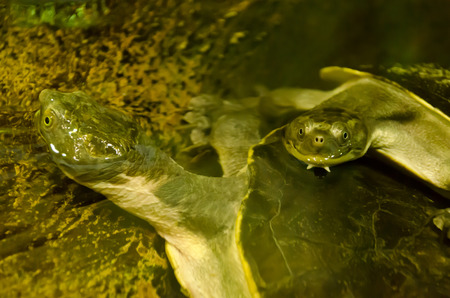 turtle friendsの写真素材