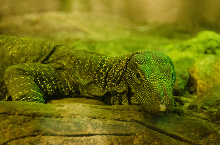 iguana baskingの写真素材