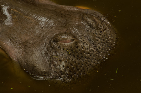 thick snout in the waterの写真素材