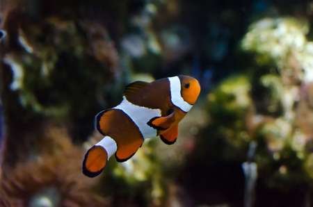 clown fish seaの写真素材