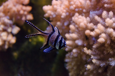 sea &#8203;&#8203;fish colorの写真素材