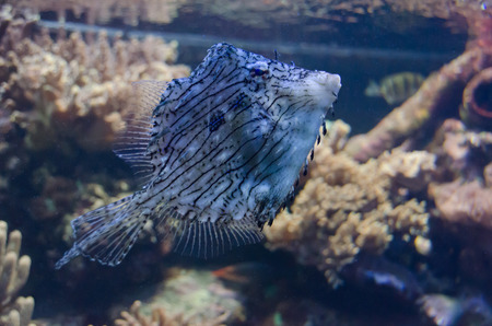 sea ​​fish colorの写真素材