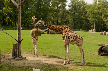 feeding giraffesの写真素材