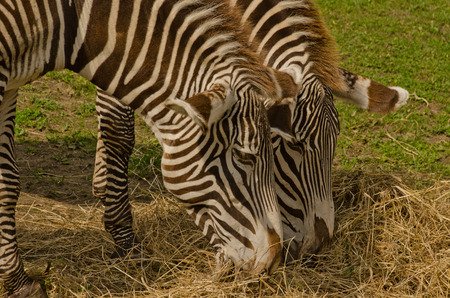 striped horses eatingの写真素材