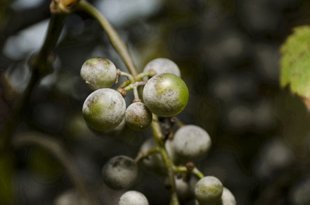 bunch of grapesの写真素材
