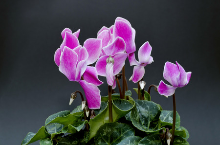 cyclamenの写真素材